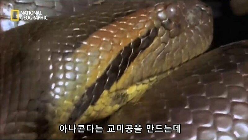 아나콘다의 전희