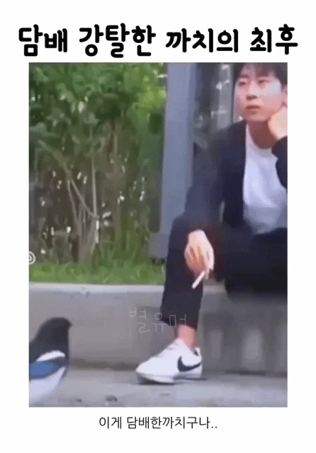 담배 강탈해간 까치의 최후