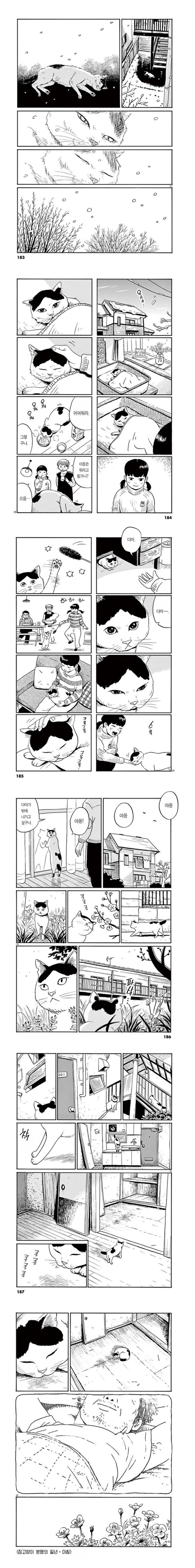 집 고양이 분짱의 일년