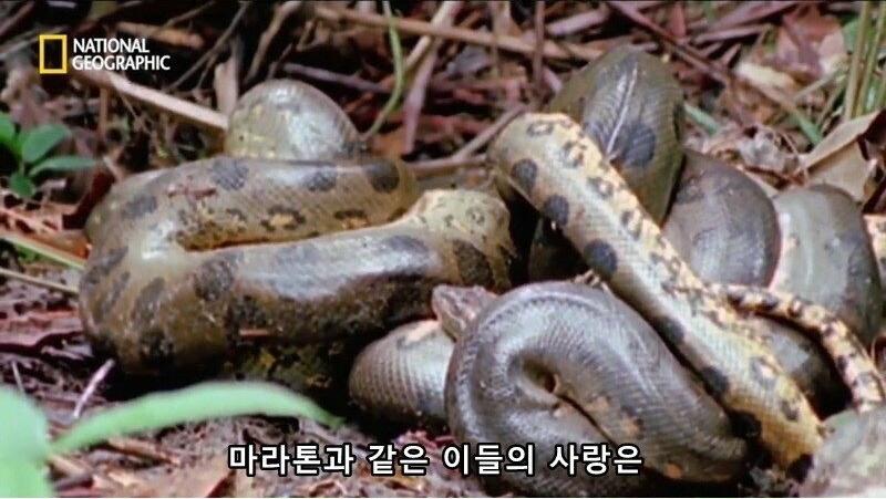 아나콘다의 전희