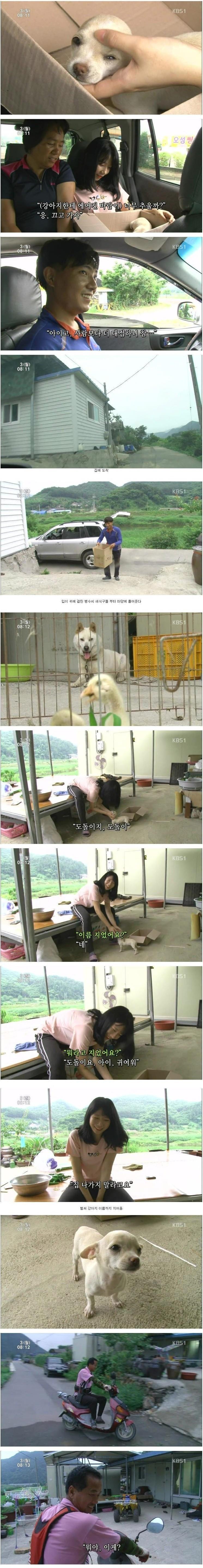 시장에서 파는 강아지.jpg