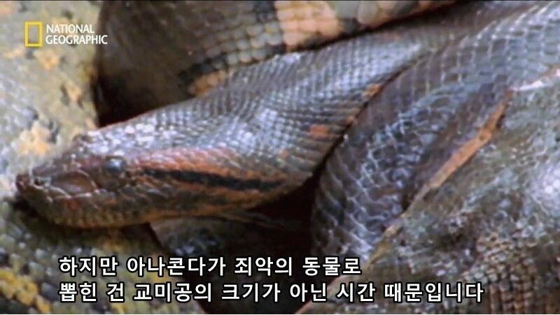 아나콘다의 전희