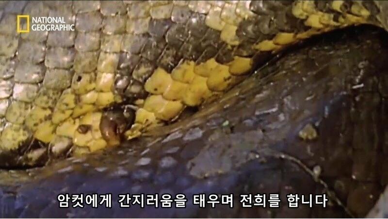 아나콘다의 전희