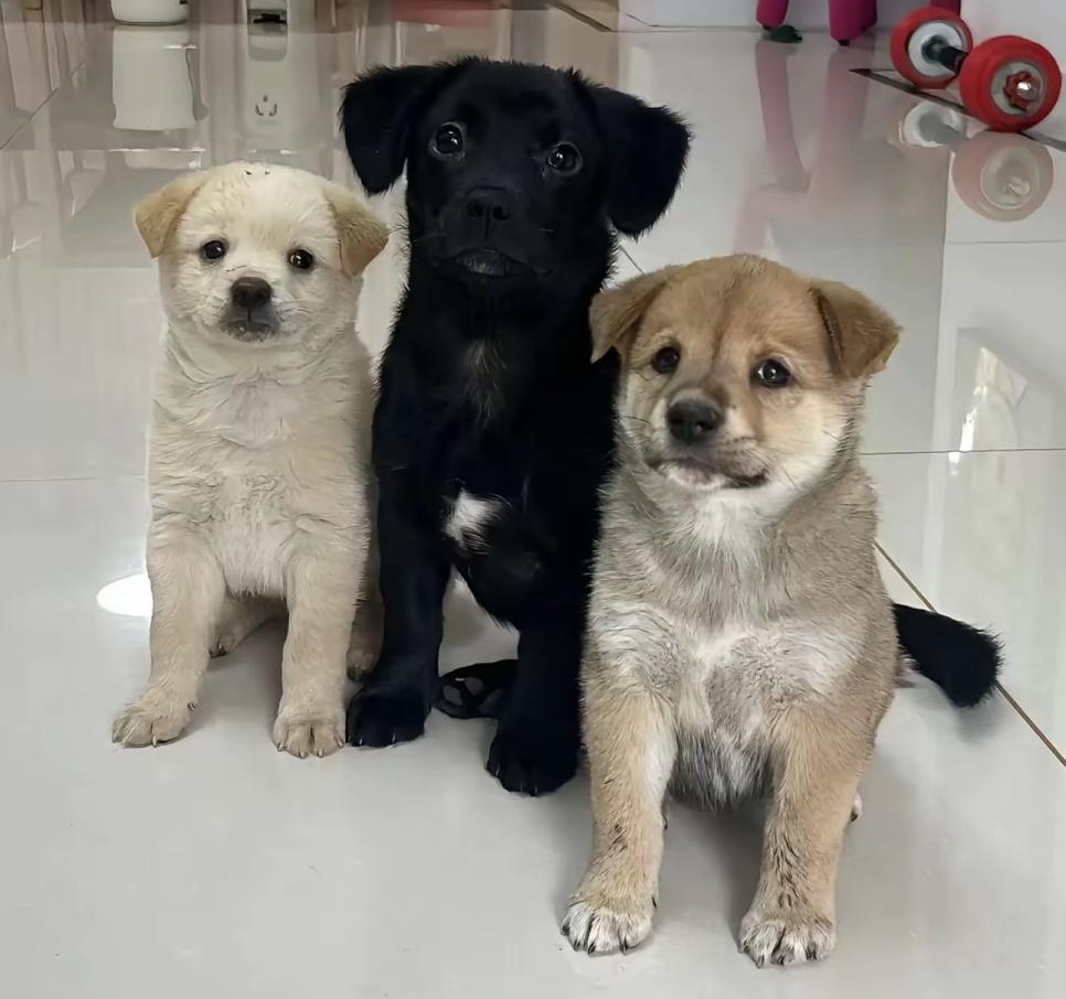 다들 가운데 강아지가 제일 커질거라 예상했음.jpg