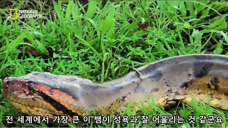 아나콘다의 전희