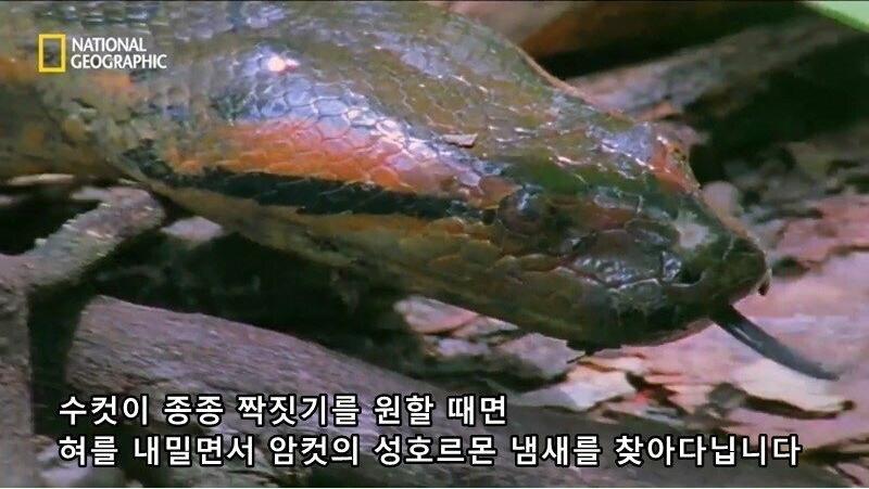 아나콘다의 전희
