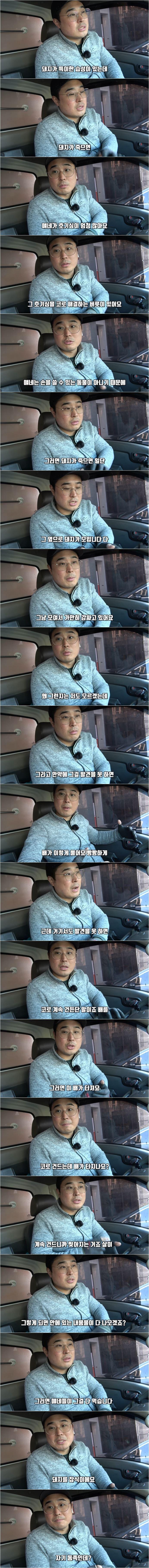 돼지 농장에서 종종 뼈다귀가 발견되는 이유 ㄷㄷ