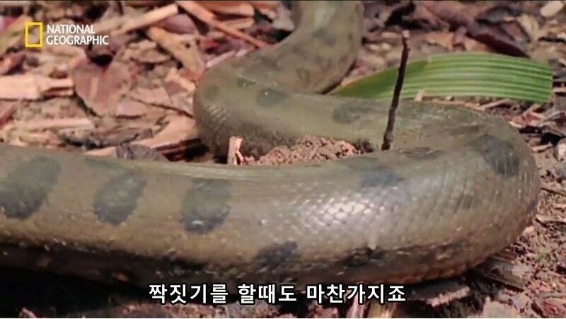 아나콘다의 전희