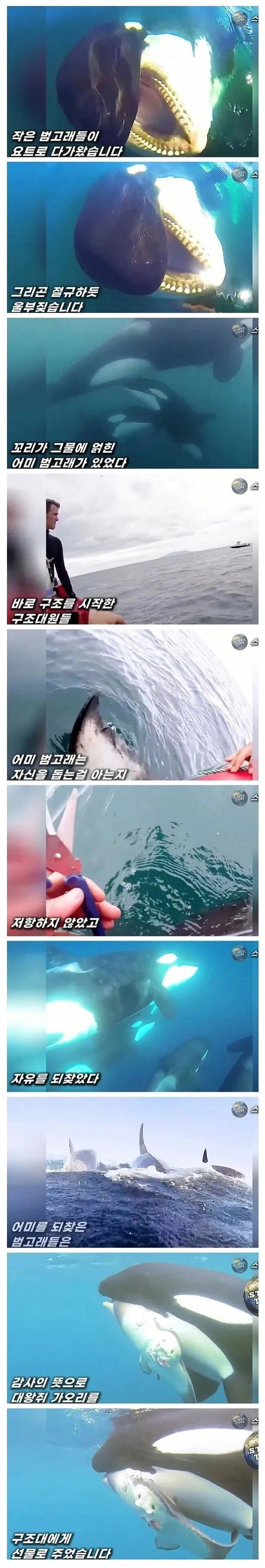 도움 받은 범고래의 보답
