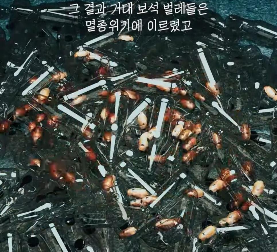 거대 보석 딱정벌레가 급감했던 이유