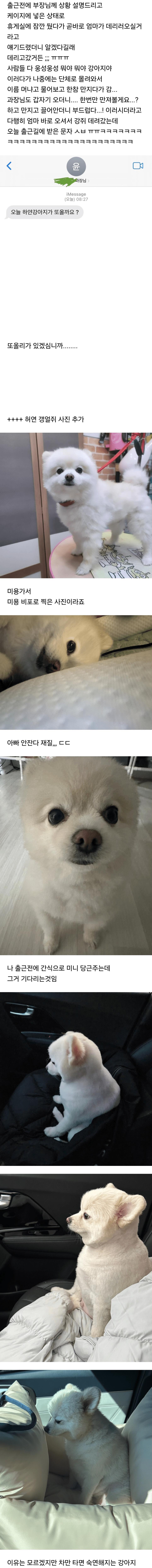 강아지 회사 데리고 갔다가 무수히 많은 악수의 요청이 들어온 사람