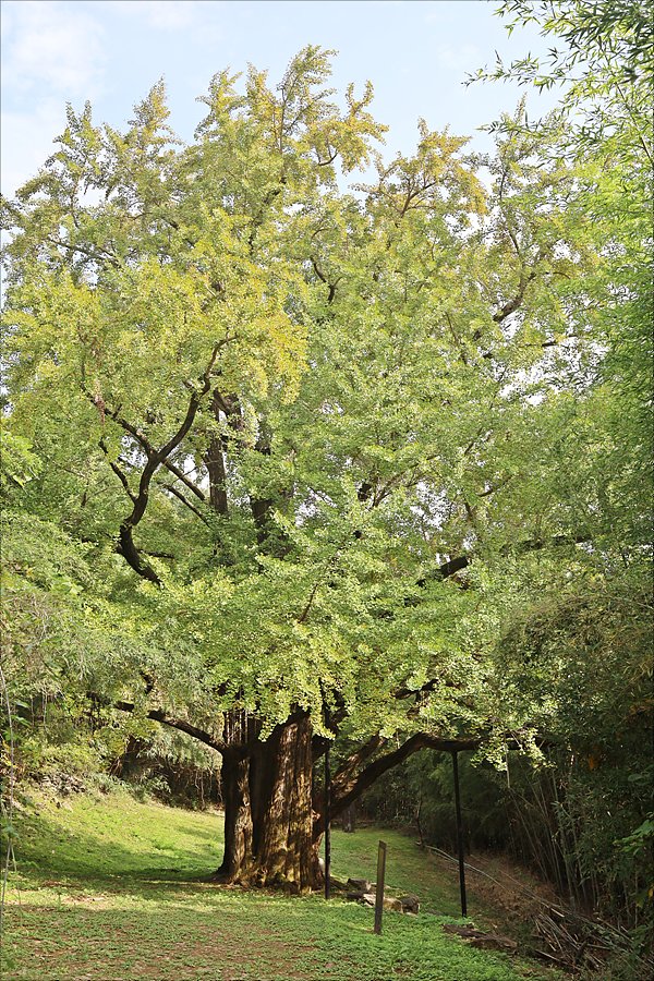 이번 산불로 전소된 600년된 하동 은행나무