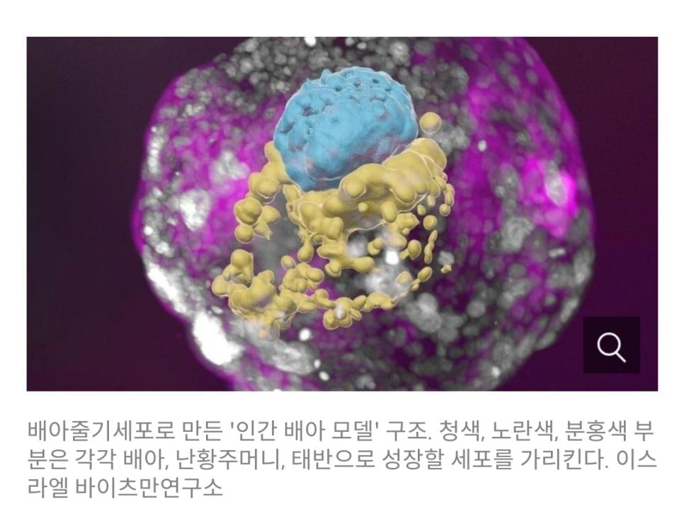 정자와 난자없이 배아를 만든 이스라엘 연구진
