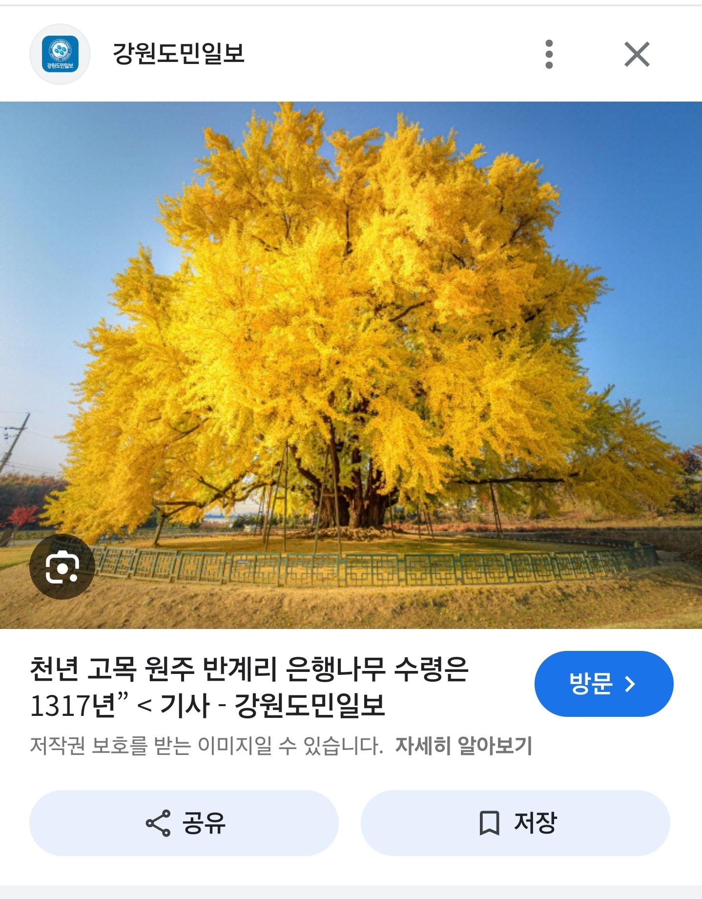 나무가 너무 영험하게 생겨 붙인 경고문