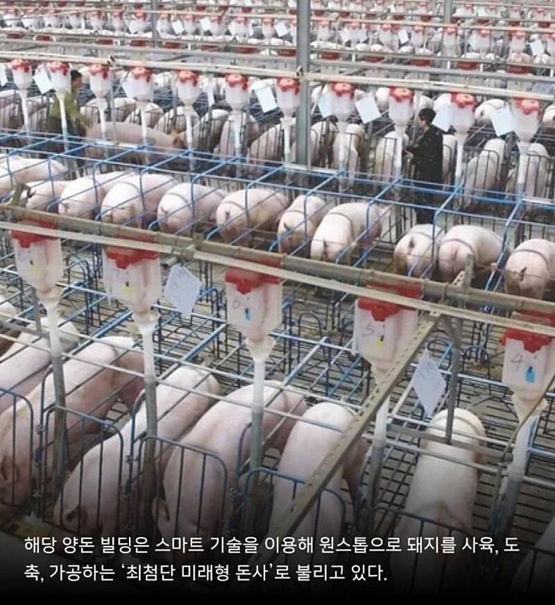 충남 '돼지빌딩' 추진...동물단체 반발