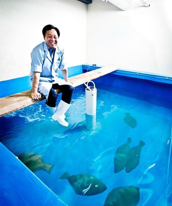 한국에서 광어가 국민 횟감이 된 이유 