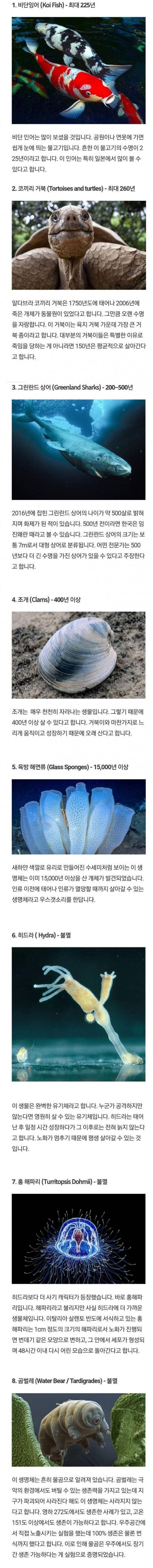 불멸의 생물