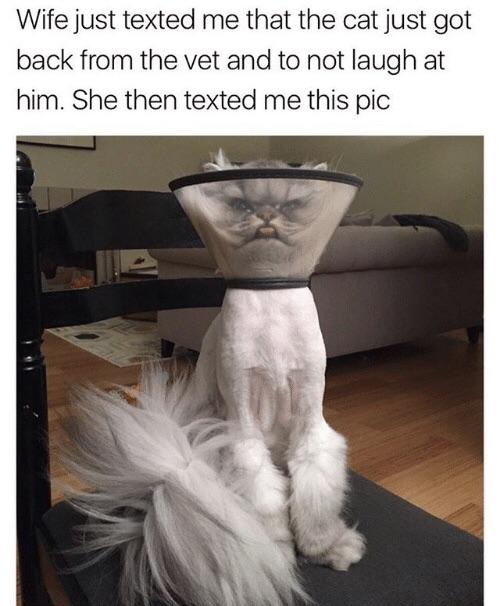 병원에 다녀온 고양이.