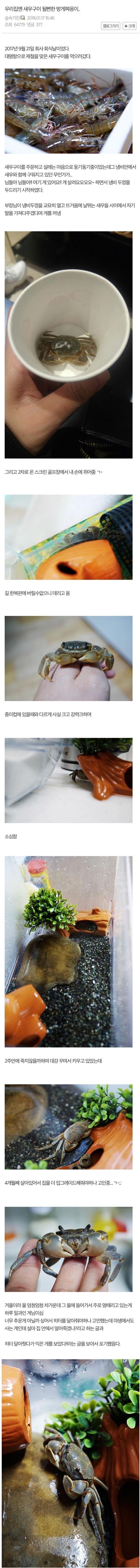 새우구이 먹다가 방게 키운 남자