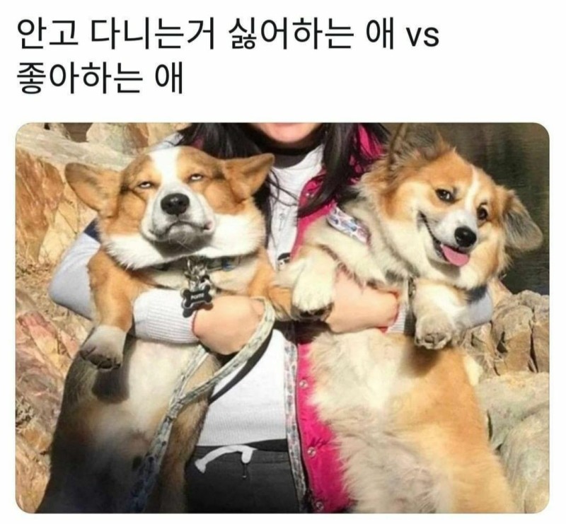 안고 다니는거 싫어 하는 애 VS 좋아하는 애