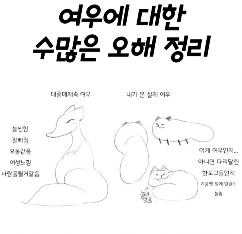 여우에 대한 수많은 오해와 진실