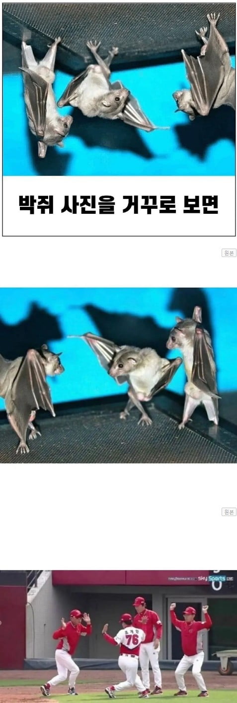 박쥐 사진 거꾸로 보기