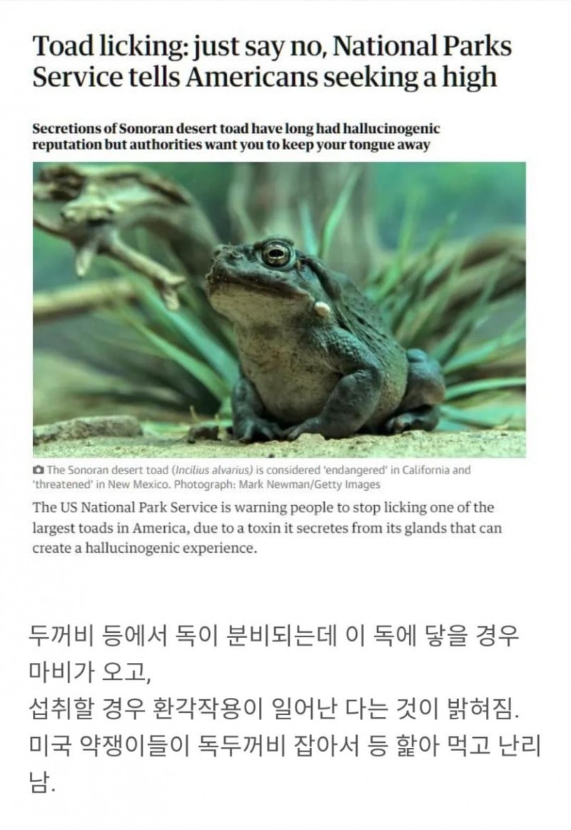 미국에서 핫하다는 독두꺼비