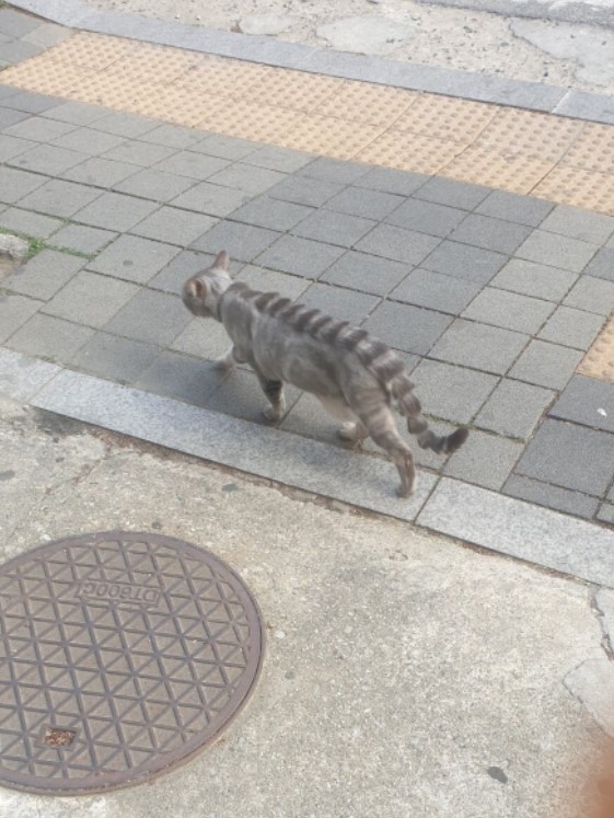 멋쟁이 길고양이