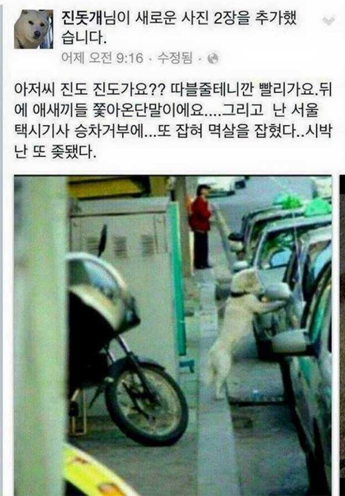 추억의 진돗개