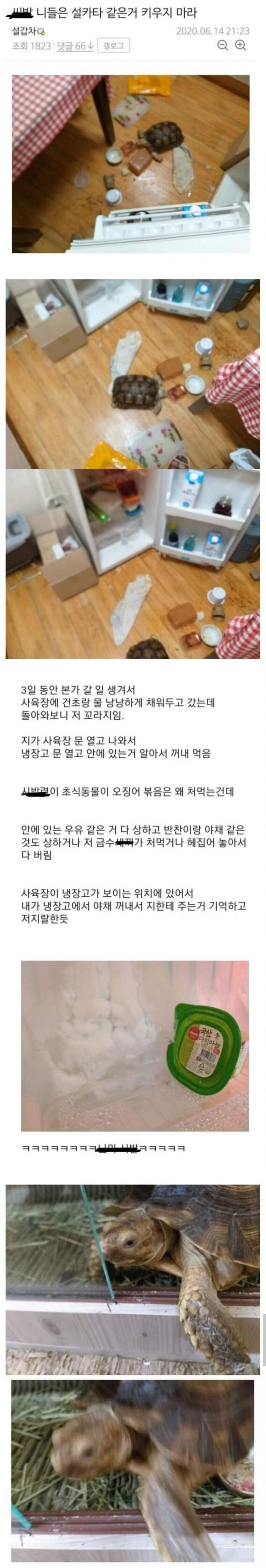 거북이한테 냉장고 테러당한 디씨인