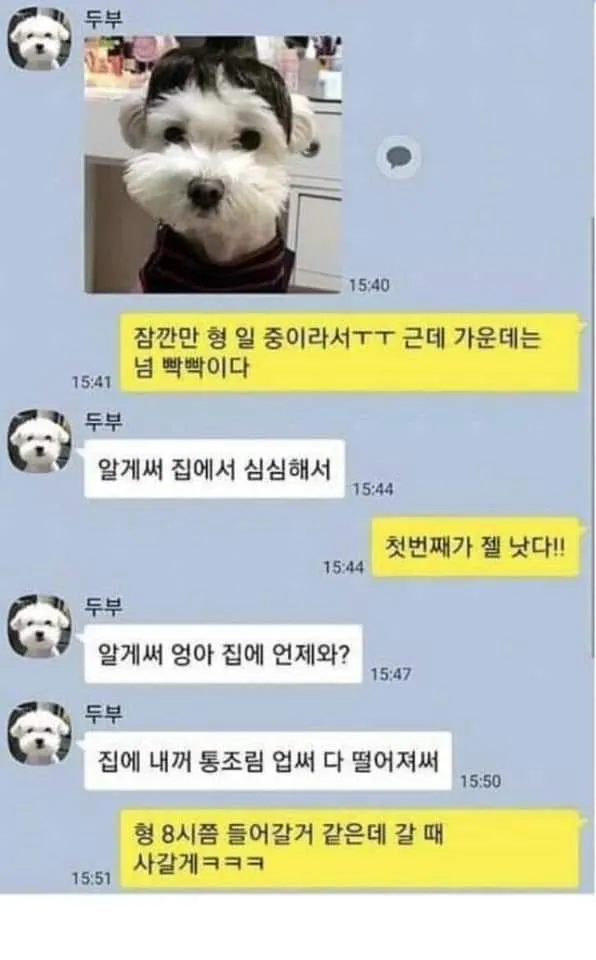 강아지와 카톡을 할 수 있다면