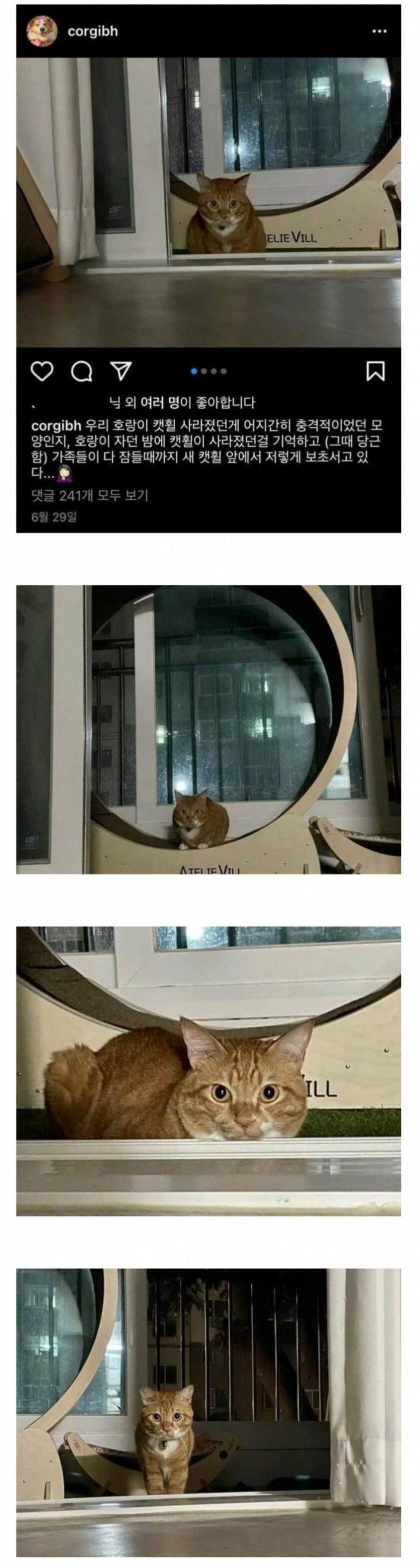 캣휠 버릴까봐 보초서는 고양이