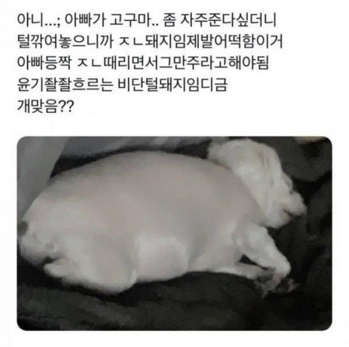 너무 살쪄서 털이라도 깎아 본 견주.jpg