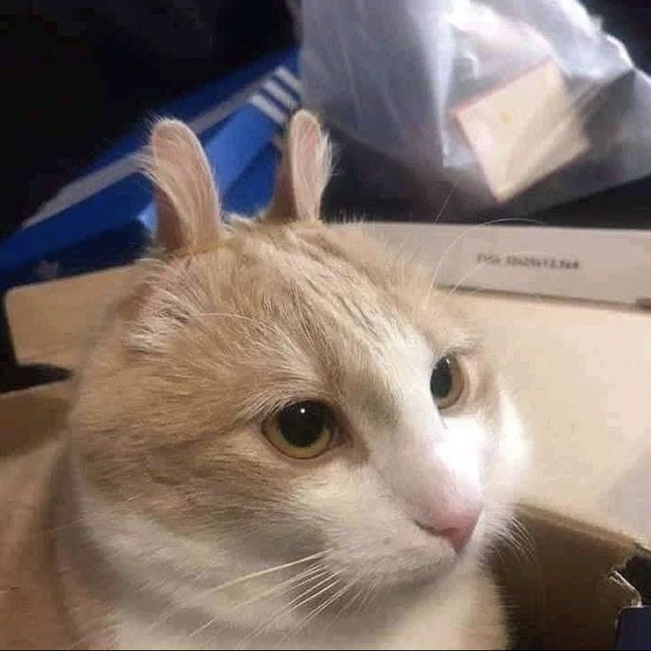 고양이 키우는 집사들이 한번씩 해본다는 것