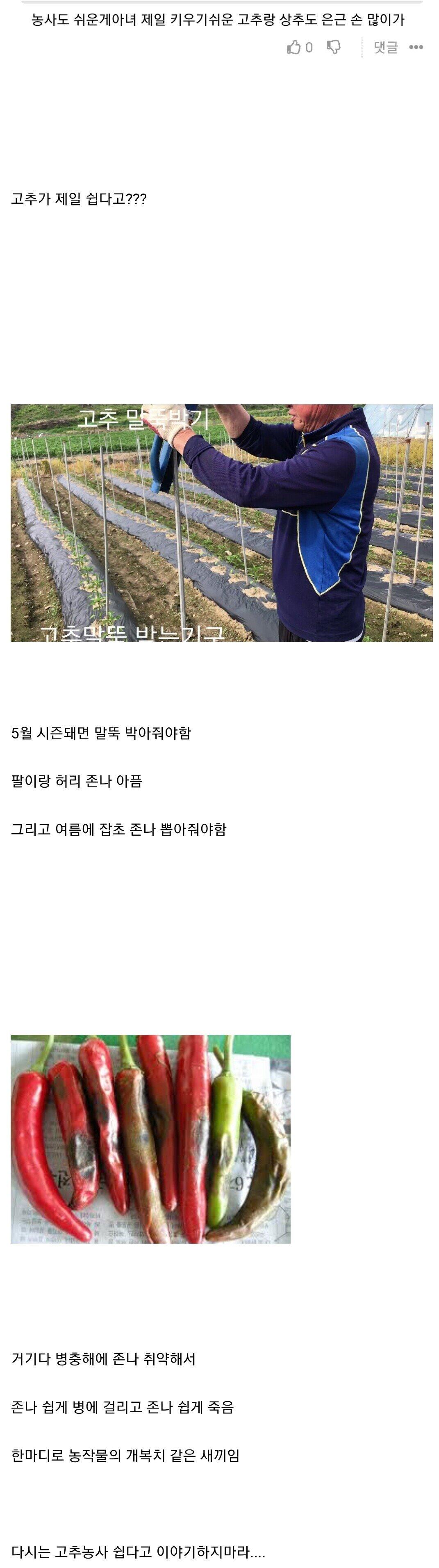 가격이 애미가 없는데 재배과정 보면 가격 이해가는 작물.jpg