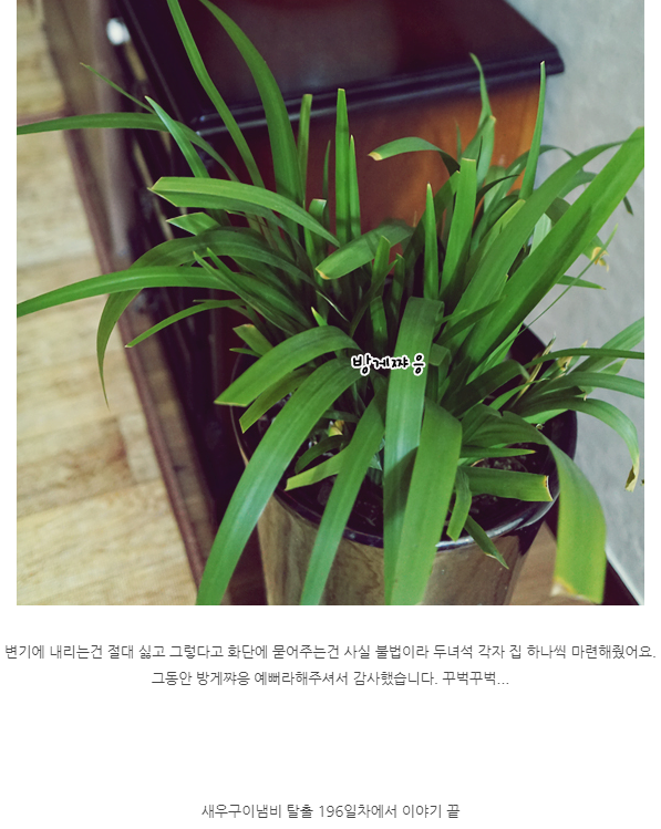 새우구이 먹다가 방게 키운 남자