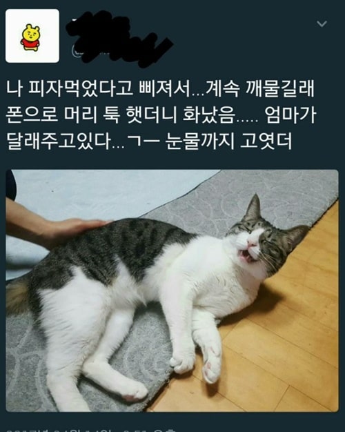 서럽고 억울한 고양이