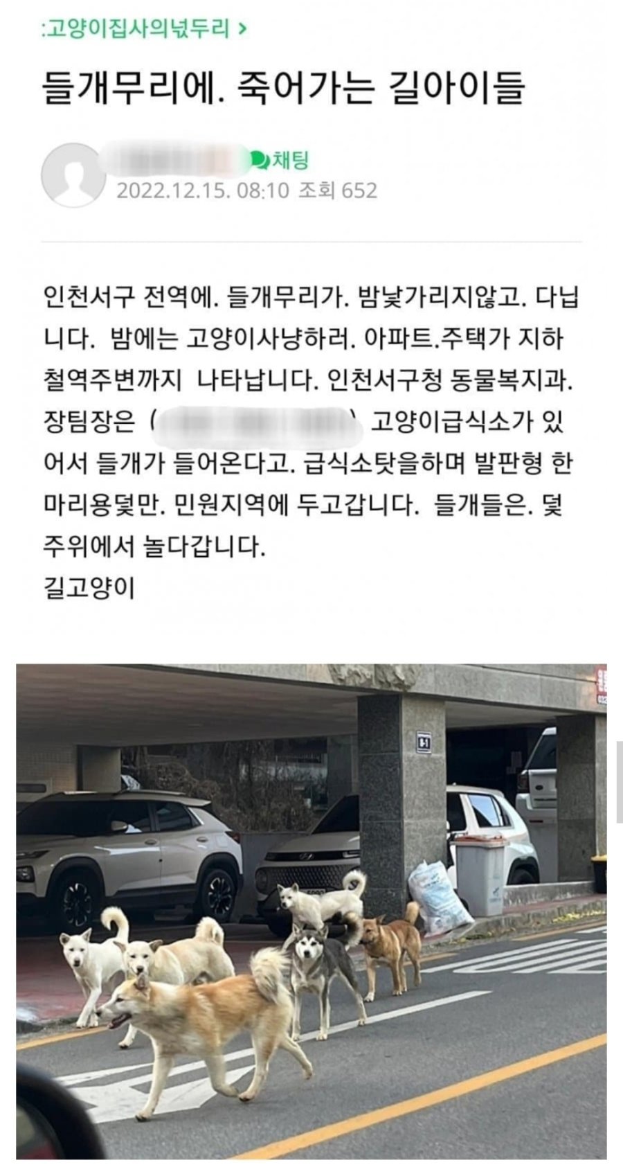 도심속의 들개들 ㄷㄷㄷ