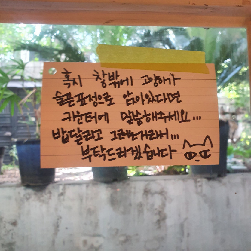 고양이 제보 바랍니다