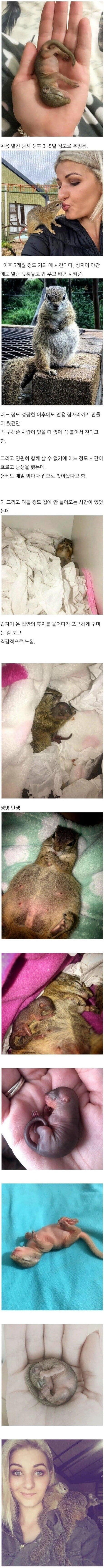 아기다람쥐를 구해줬는데