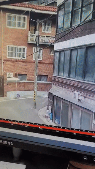 탈주한 얼룩말과 마주치고 유턴한 시민