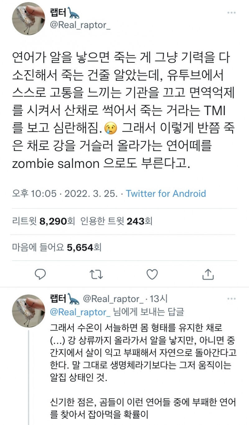 연어가 알을 낳으면 죽는 이유