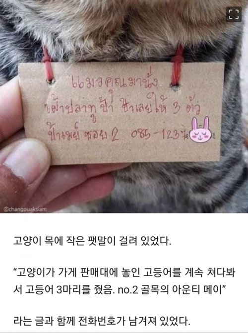 돌아온 가출 고양이