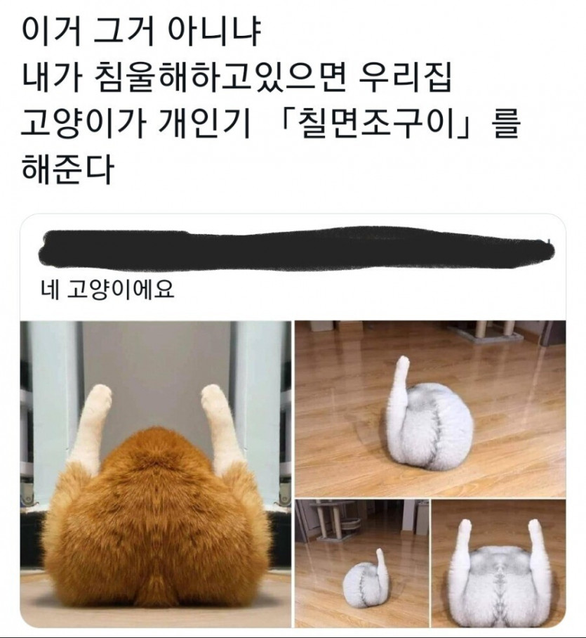 집사가 우울하면 개인기 보여주는 단또