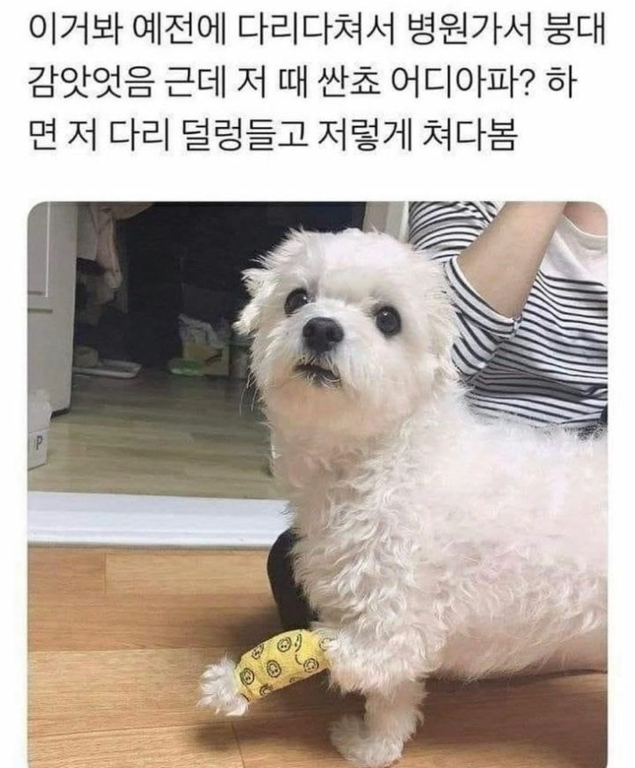 다리 다친 댕댕이