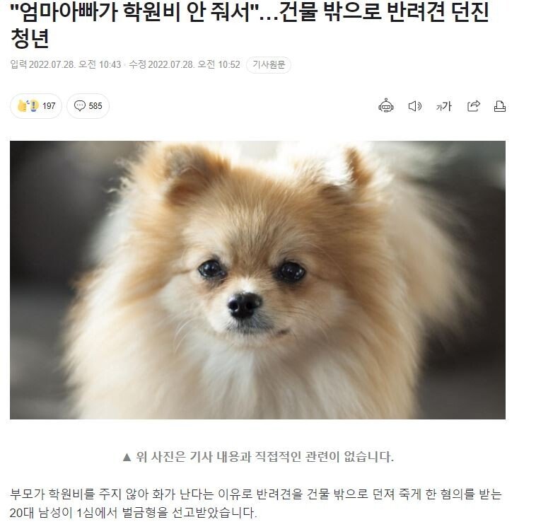 "엄마아빠가 학원비 안 줘서"…건물 밖으로 반려견 던진 청년