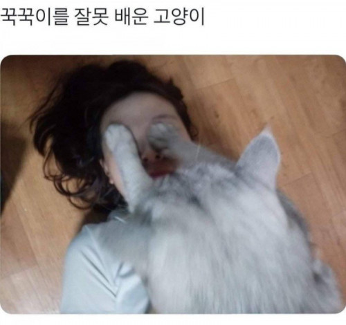 꾹꾹이를 잘못 배운 고양이