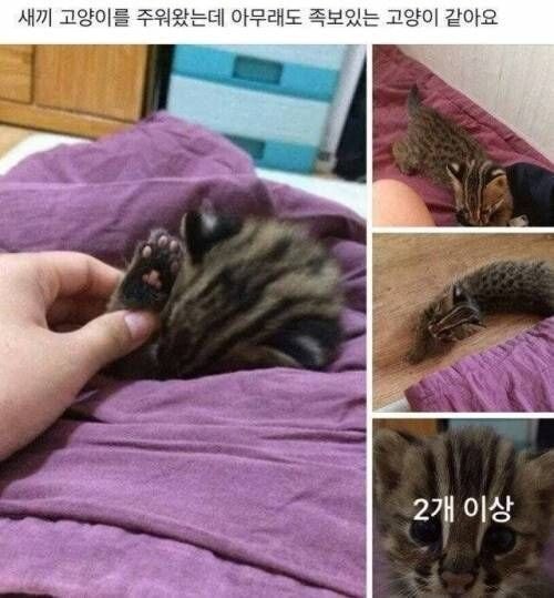냥줍한 디시인.jpg