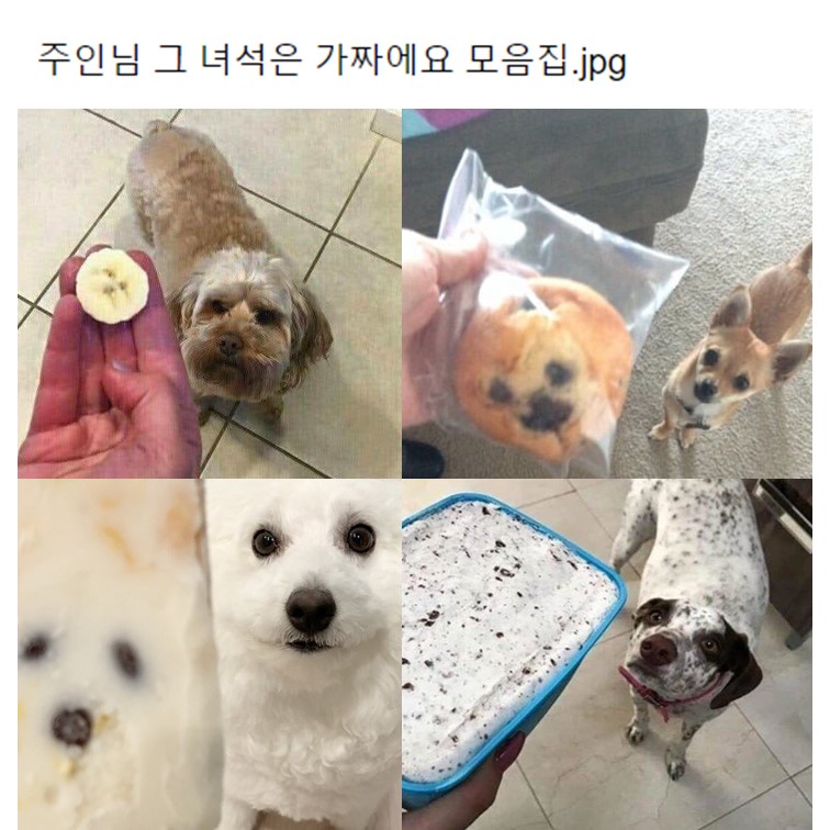 주인님 제가 진짜에요