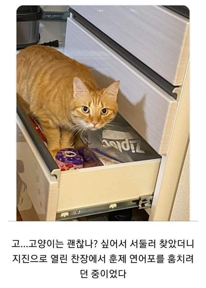 지진에 대처하는 고양이의 자세